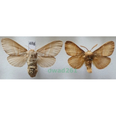 Macrothylacia rubi (Linnaeus, 1758) pair Czech48g